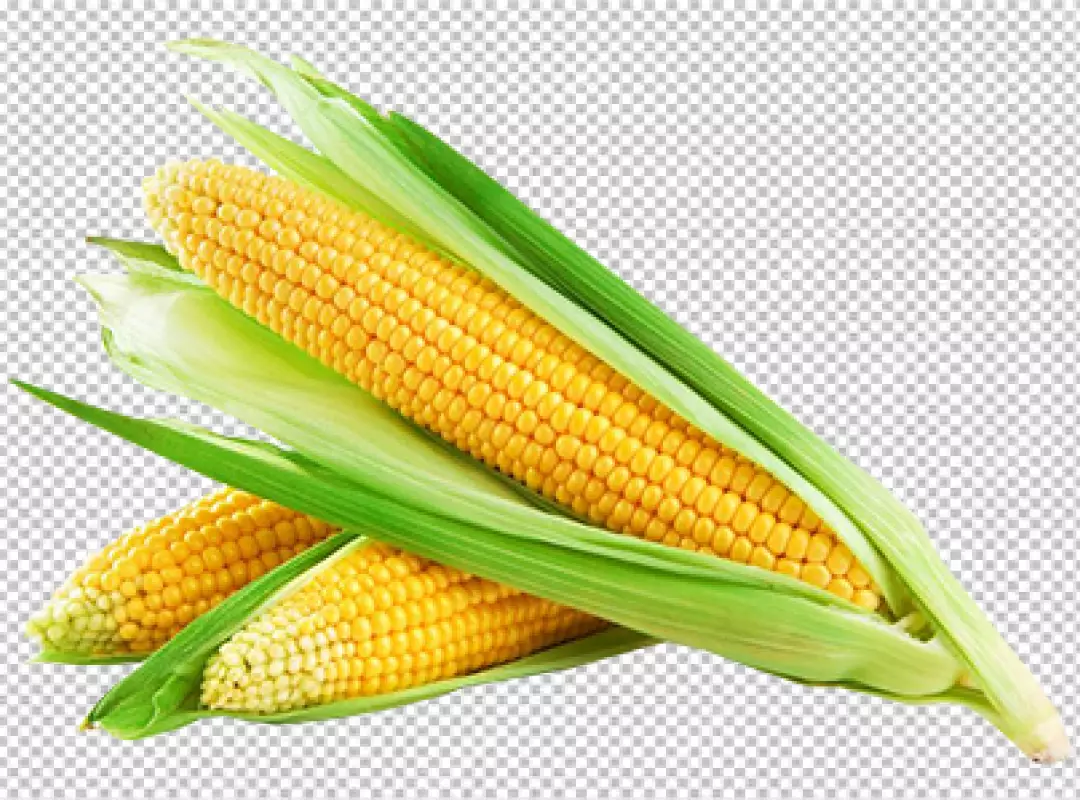 Free Premium PNG Two ears of fresh corns PNG