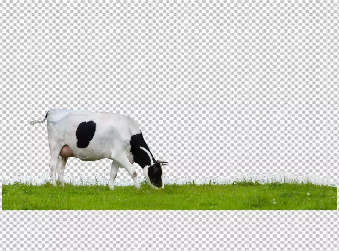 Free Premium PNG Cow on ground transparent background png