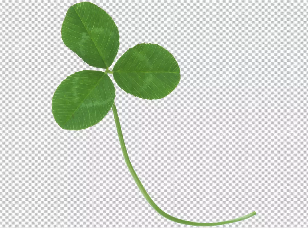 Free Premium PNG FourLeaf Clover