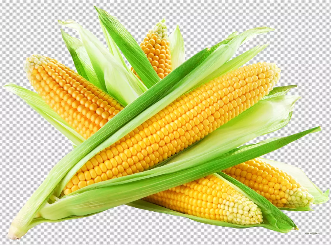 Free Premium PNG Sweet corn placed on  PNG