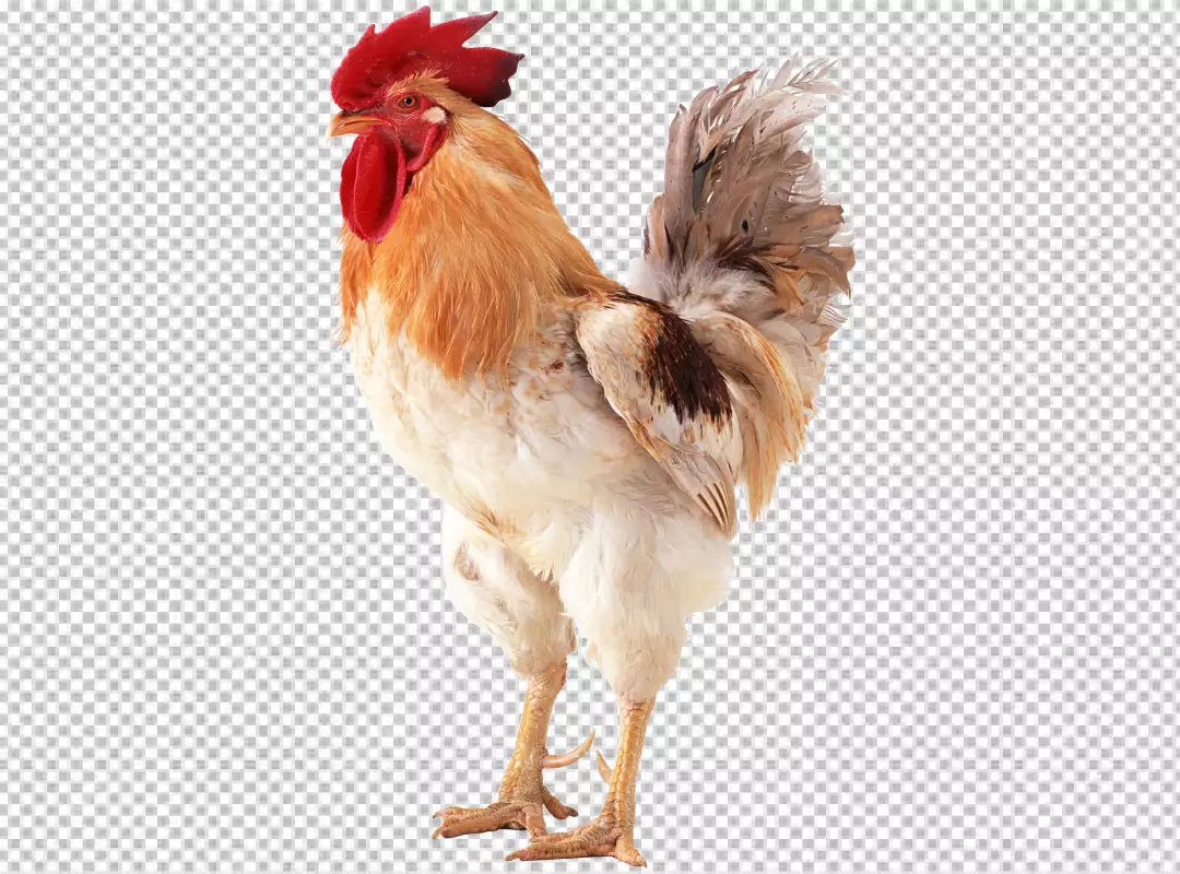 Free Premium PNG Colorful Realistic Rooster