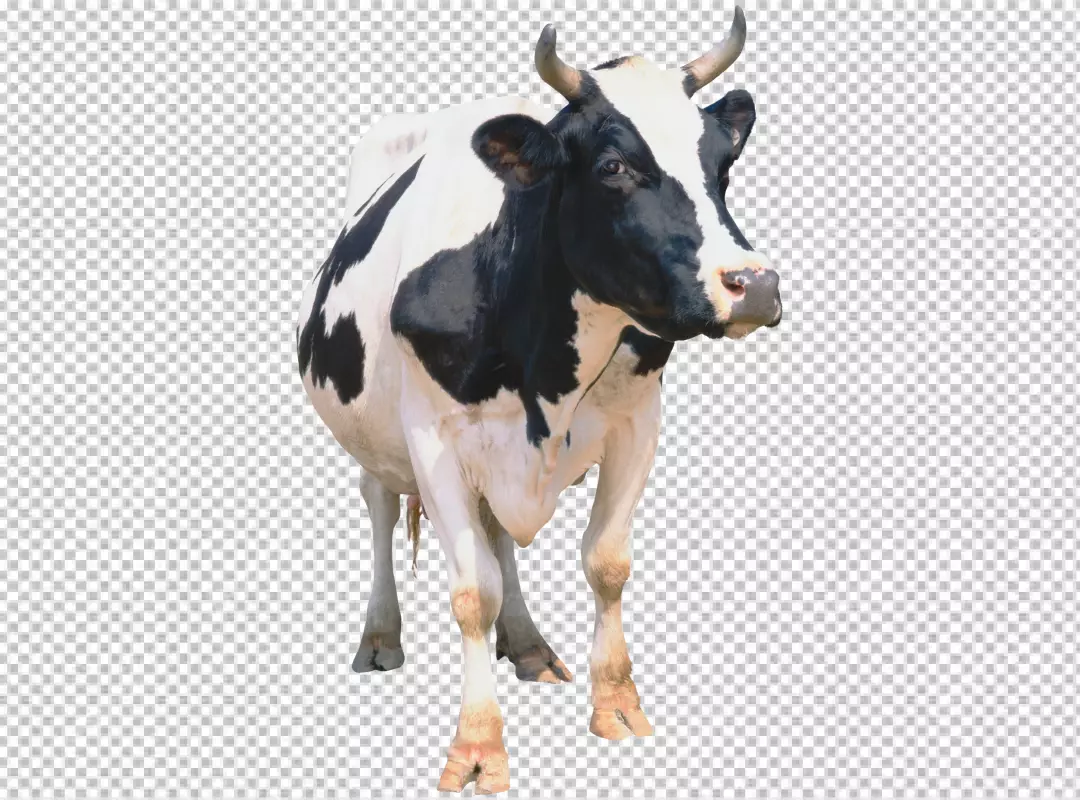 Free Premium PNG  cow with a black and white face and a brown background