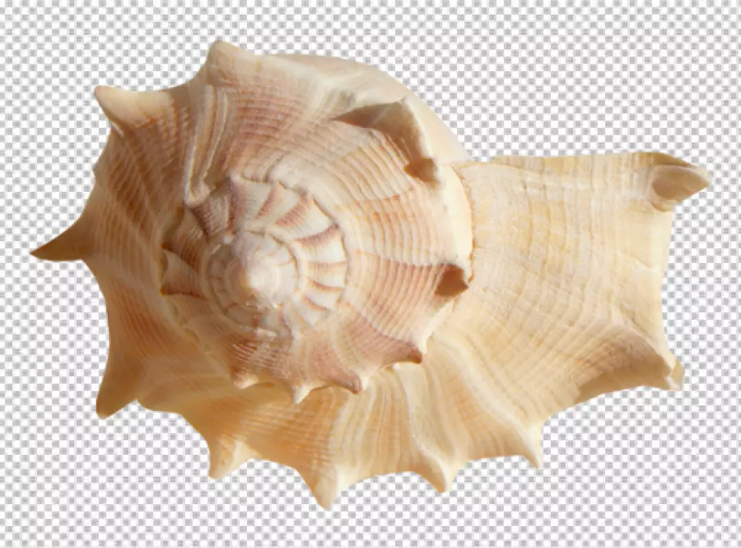 Free Premium PNG Close up of a large group of multi colored seashells on sand generated by artificial intelligence
