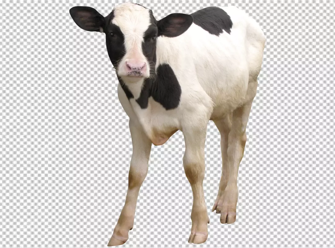 Free Premium PNG black and white milk cow on transparent background