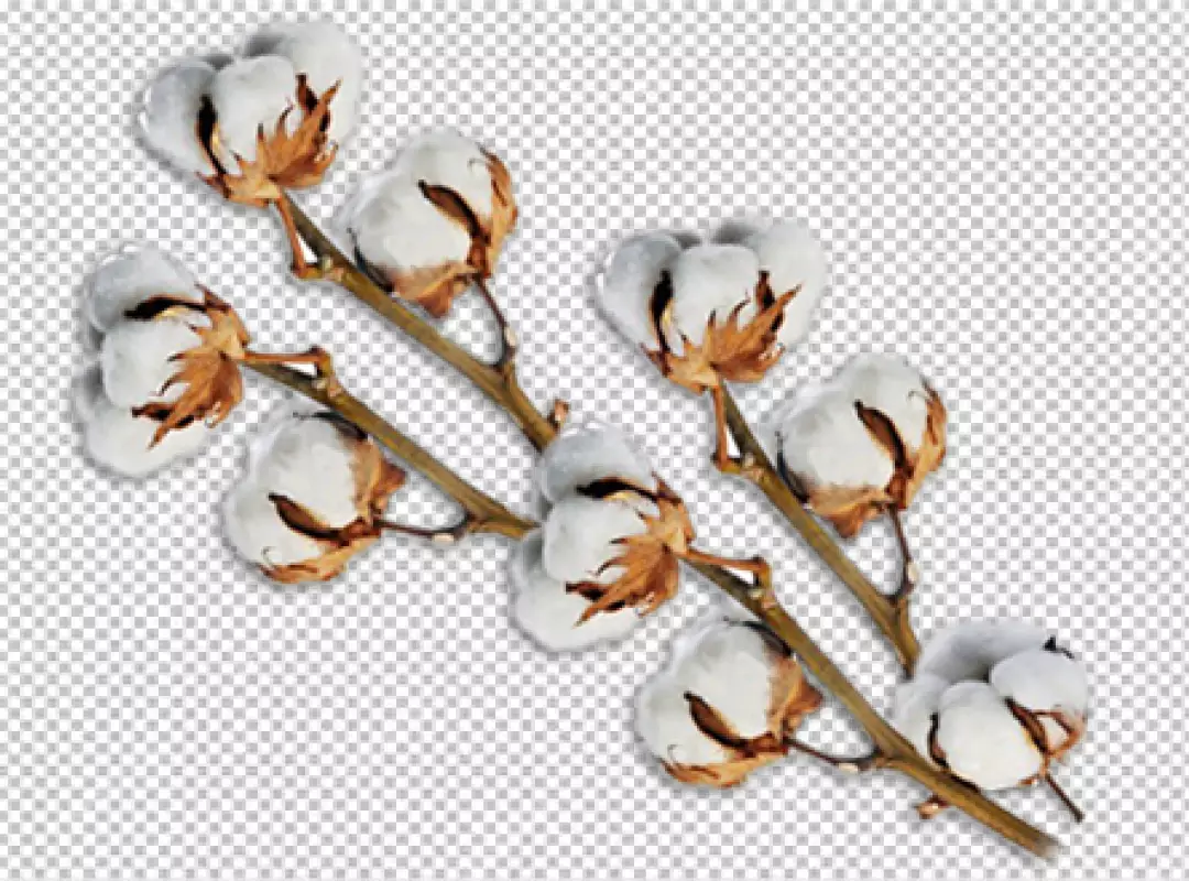 Free Premium PNG Fluffy cotton plant with buds PNG