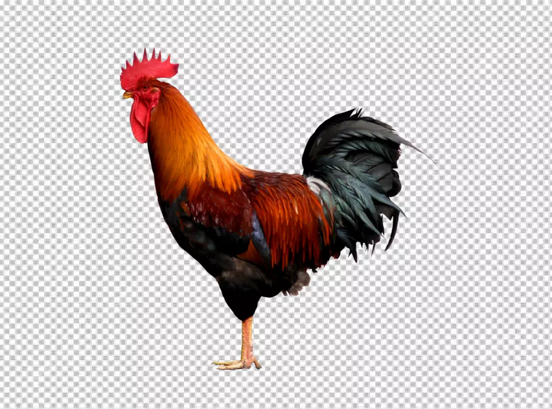 Free Premium PNG Close up on beautiful chicken PNG BG