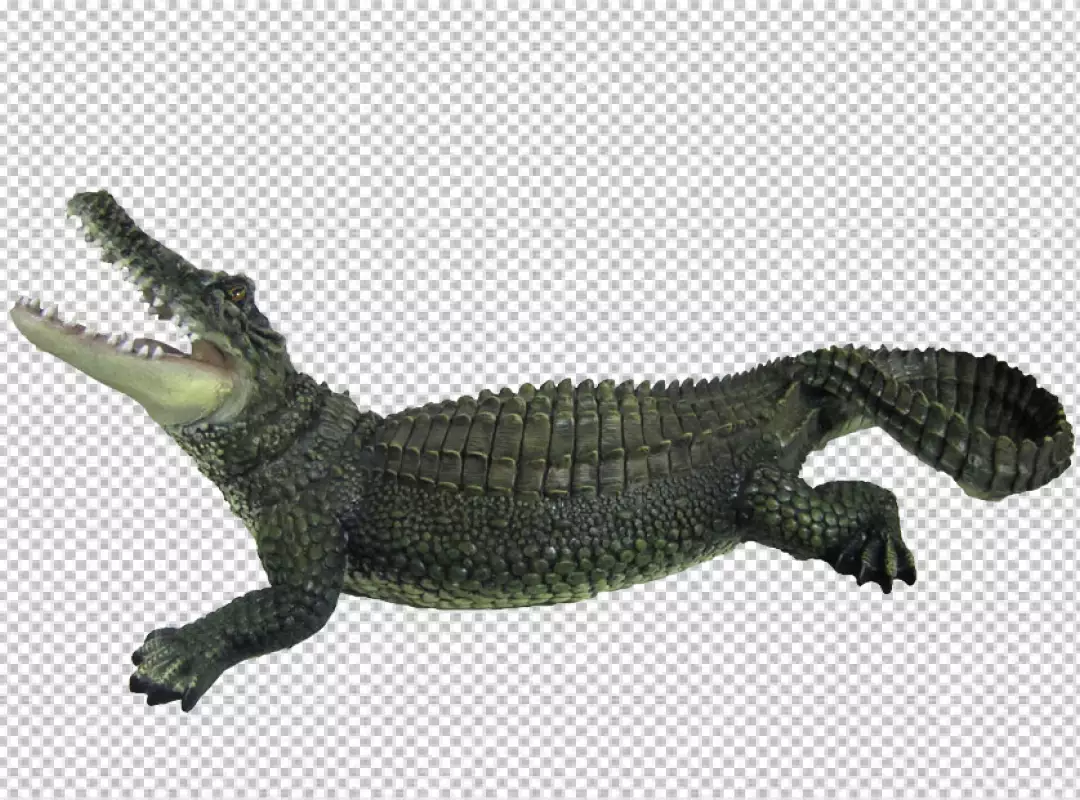 Free Premium PNG Dwarf Caiman Crocodile on white background