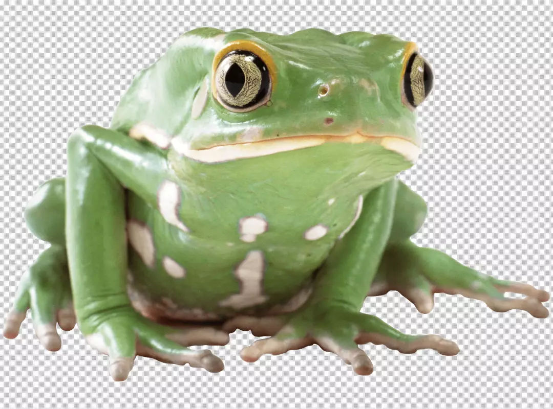 Free Premium PNG A green frog sitting and looking forward