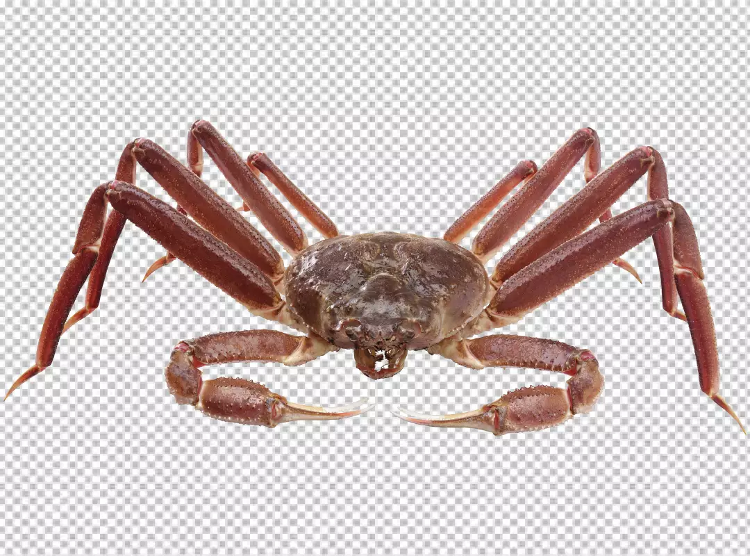 Free Premium PNG Red crab and its on transparent