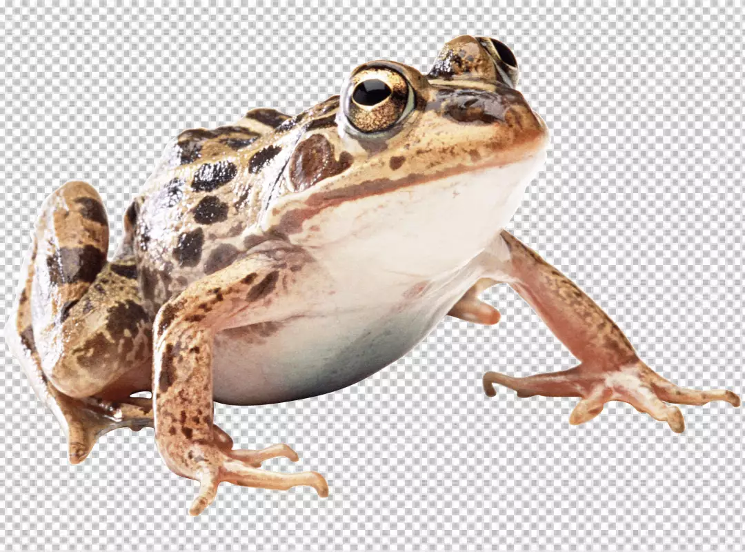 Free Premium PNG A close-up of a frog and body is brown and it has a white belly