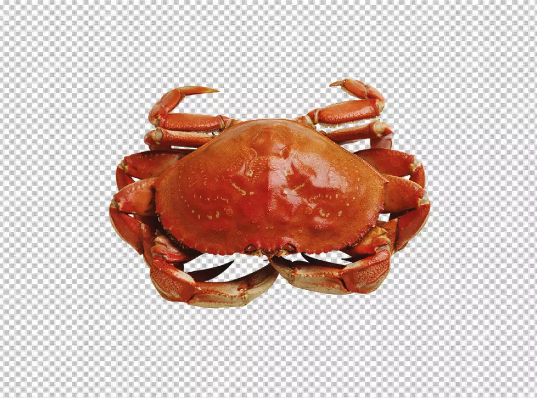 Free Premium PNG dolphin lobster crab and shrimp PNG