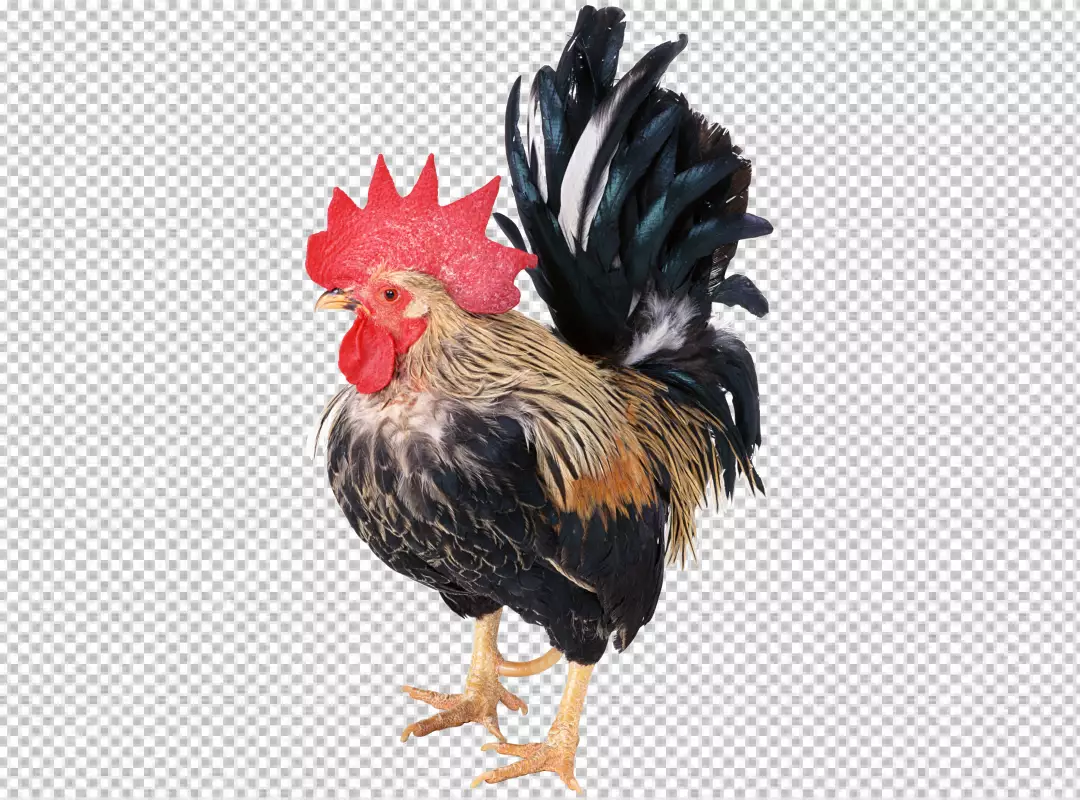 Free Premium PNG bantam rooster with red head yellow beak blue feather and visible