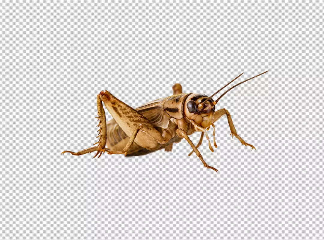 Free Premium PNG brown stripes on its body Cricket insect white background