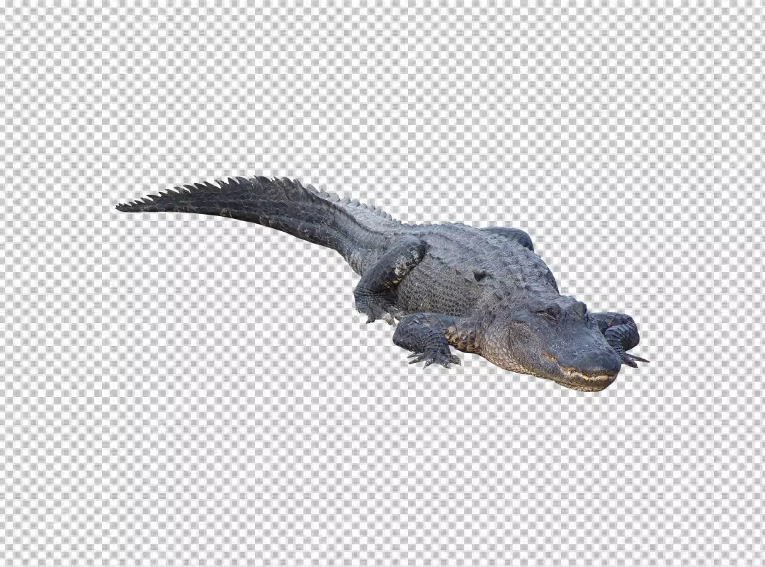 Free Premium PNG Wildlife crocodile isolated on white background