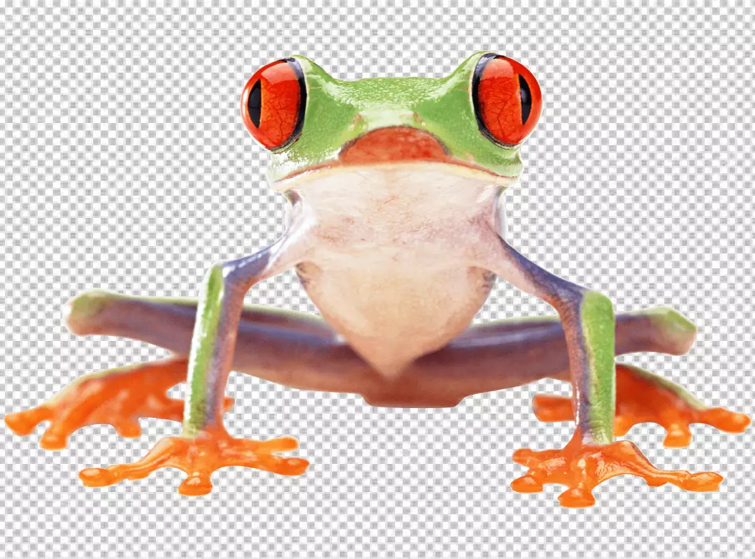 Free Premium PNG A green frog with red eyes and orange feet is sitting on a branch