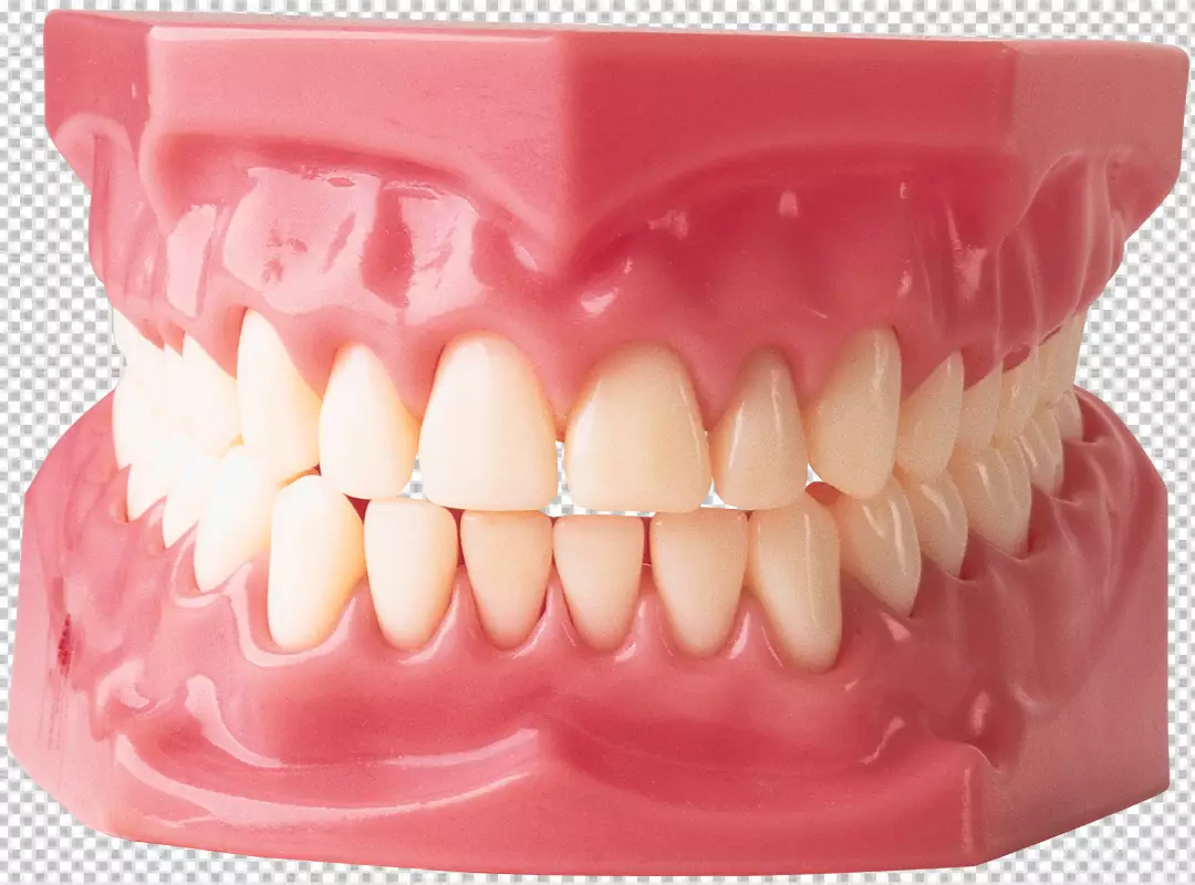 Free Premium PNG A set of upper human teeth in a pink gum