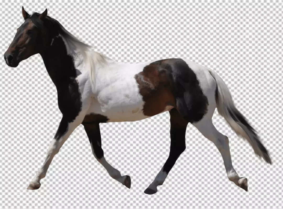 Free Premium PNG Black, white and brown horse side view