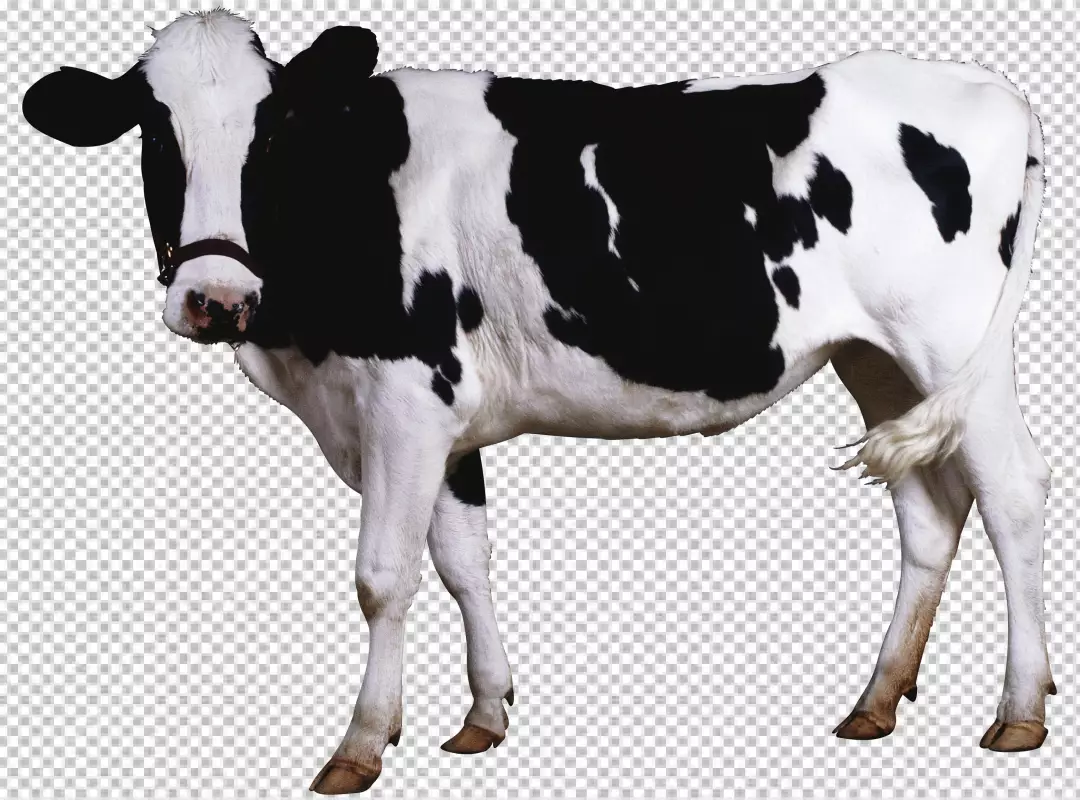 Free Premium PNG Holstein Cow isolated background Milk cow PNG