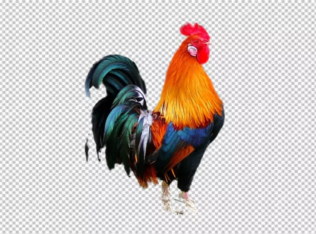 Free Premium PNG Colored rooster