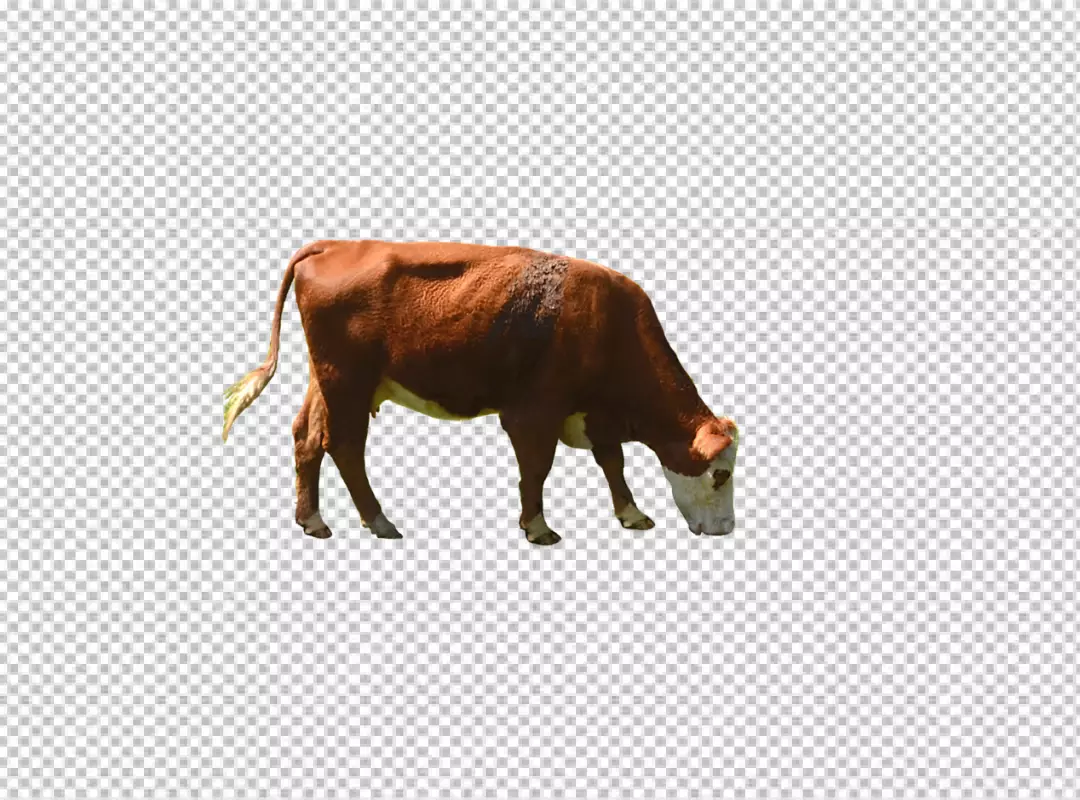 Free Premium PNG A cow is standing on a transparent background with PNG