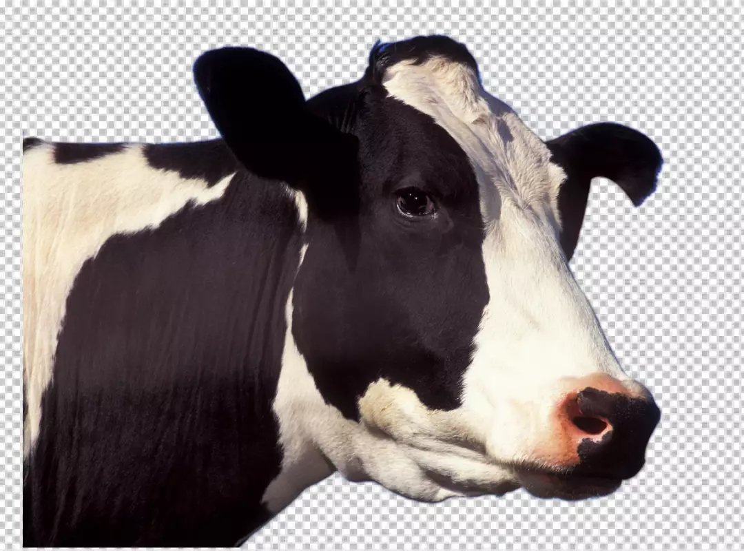 Free Premium PNG Beautiful cow on PNG background