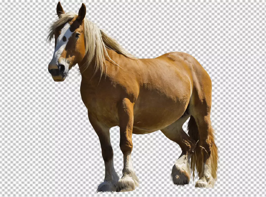 Free Premium PNG Horse has a long, flowing mane and tail, and its coat is a light shade of brown