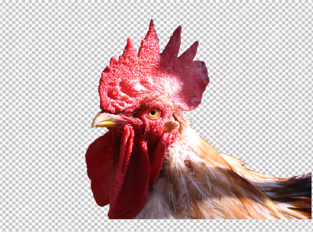 Free Premium PNG PNG Rooster in photorealistic style