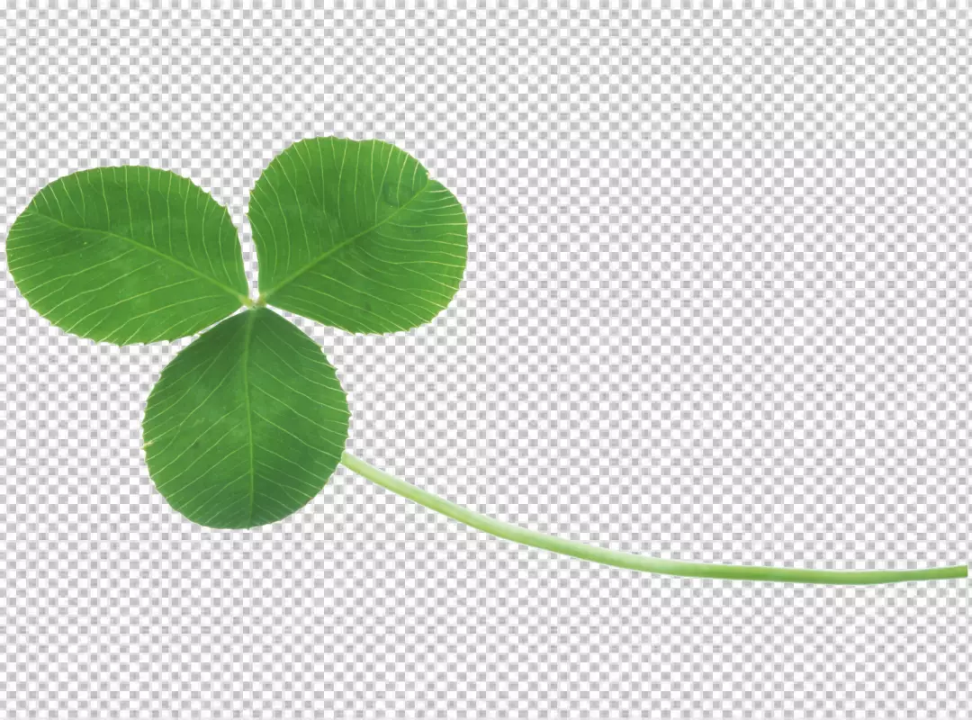 Free Premium PNG Pattern with shamrocks Clover