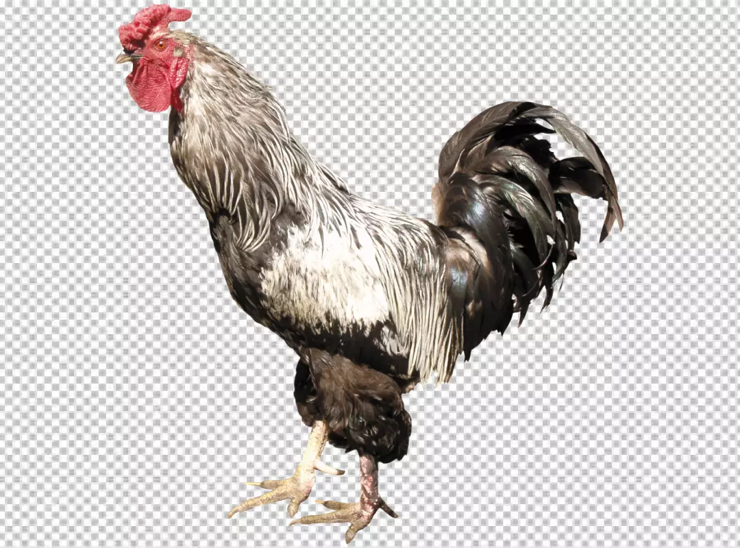 Free Premium PNG PNG Rooster isolated on transparent background