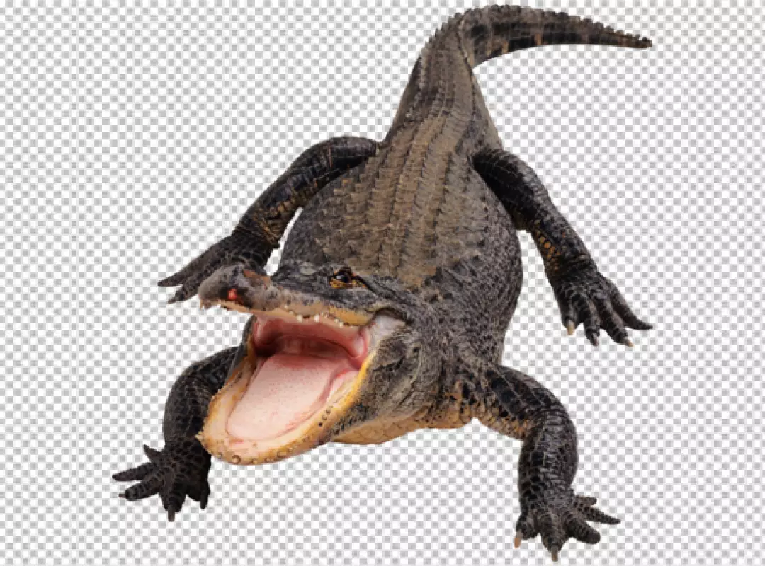 Free Premium PNG Aggressive Crocodile on white background