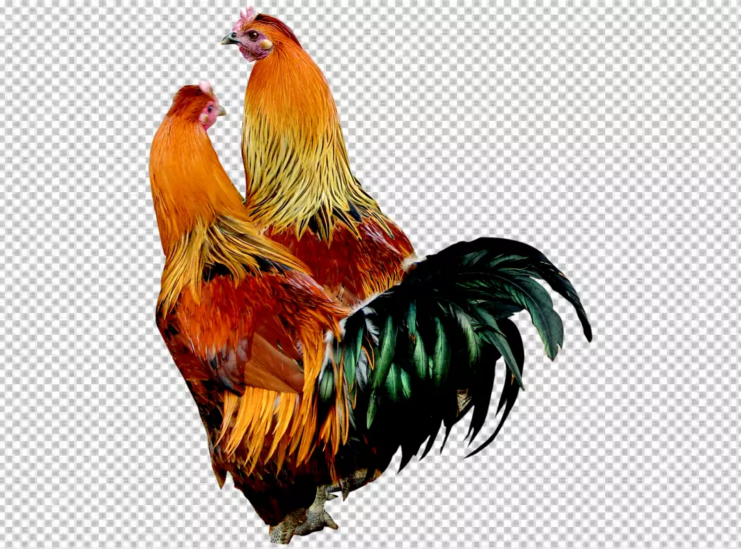 Free Premium PNG Colorful Realistic Rooster transparent BG