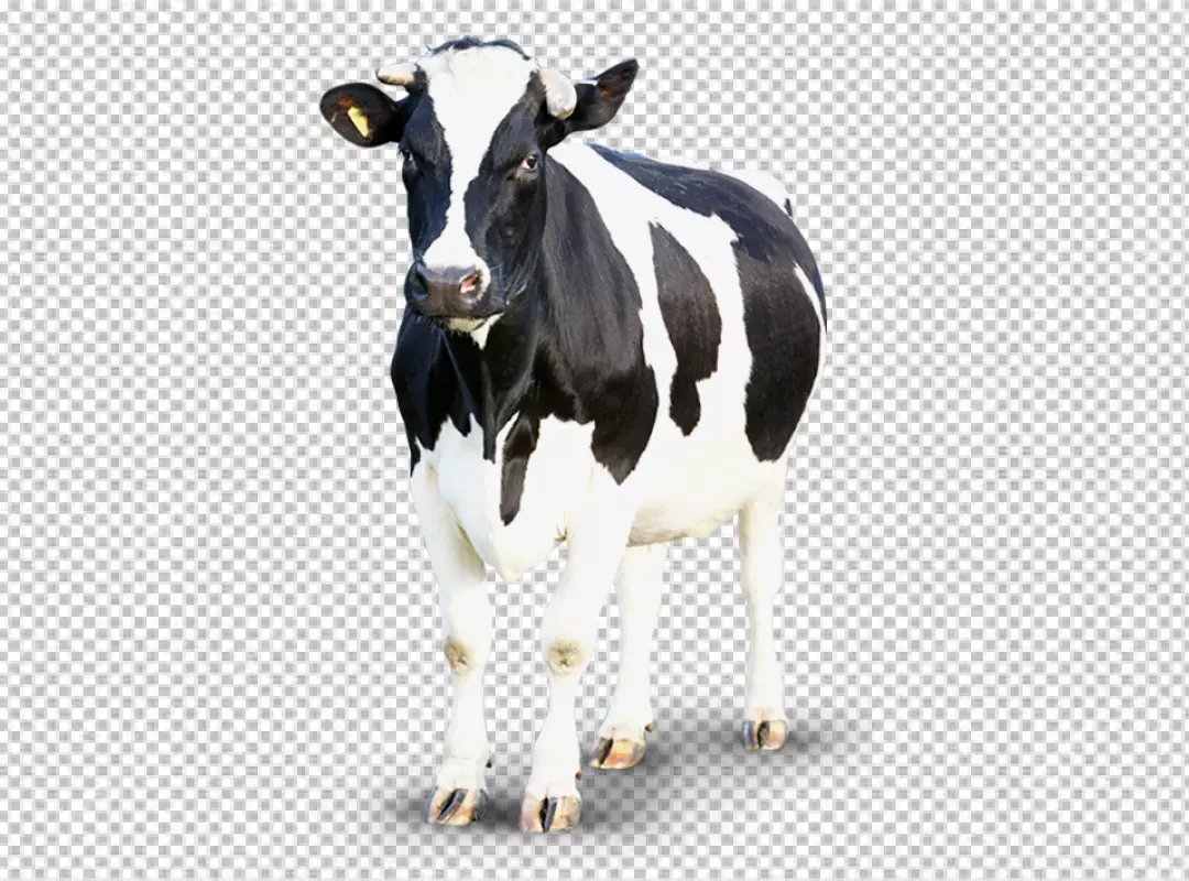 Free Premium PNG Cow transparent background realistic elementon transparent background