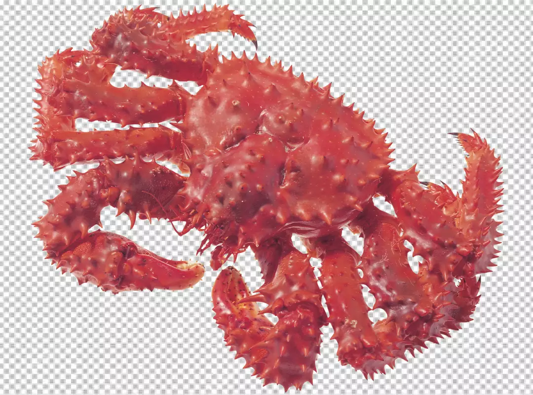 Free Premium PNG Crab on transparent background PNG on