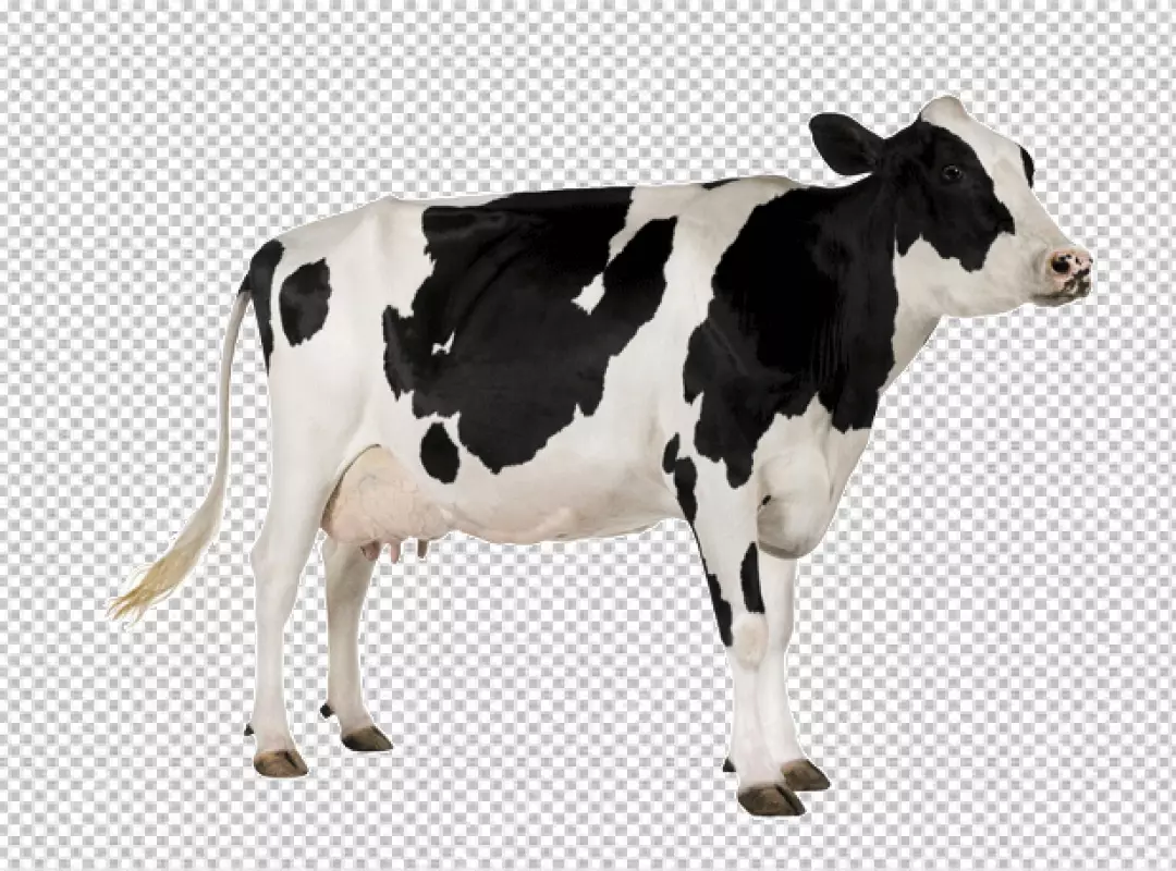 Free Premium PNG Asymmetrical udders on cow in field PNG