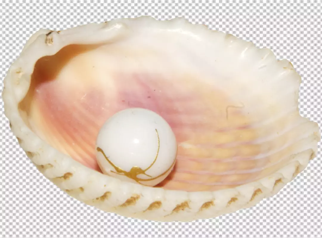 Free Premium PNG PNG Beautiful Shell Isolated on Transparent