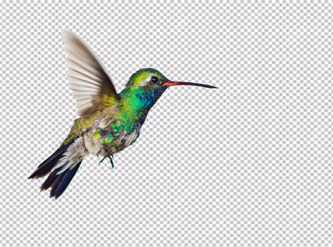 Free Premium PNG A hummingbird in mid-flight also facing the left of the viewer