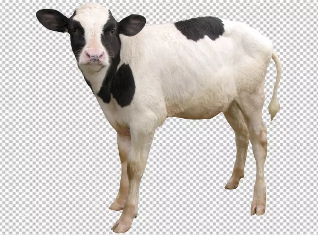 Free Premium PNG  a black and white cow in the middle PNG