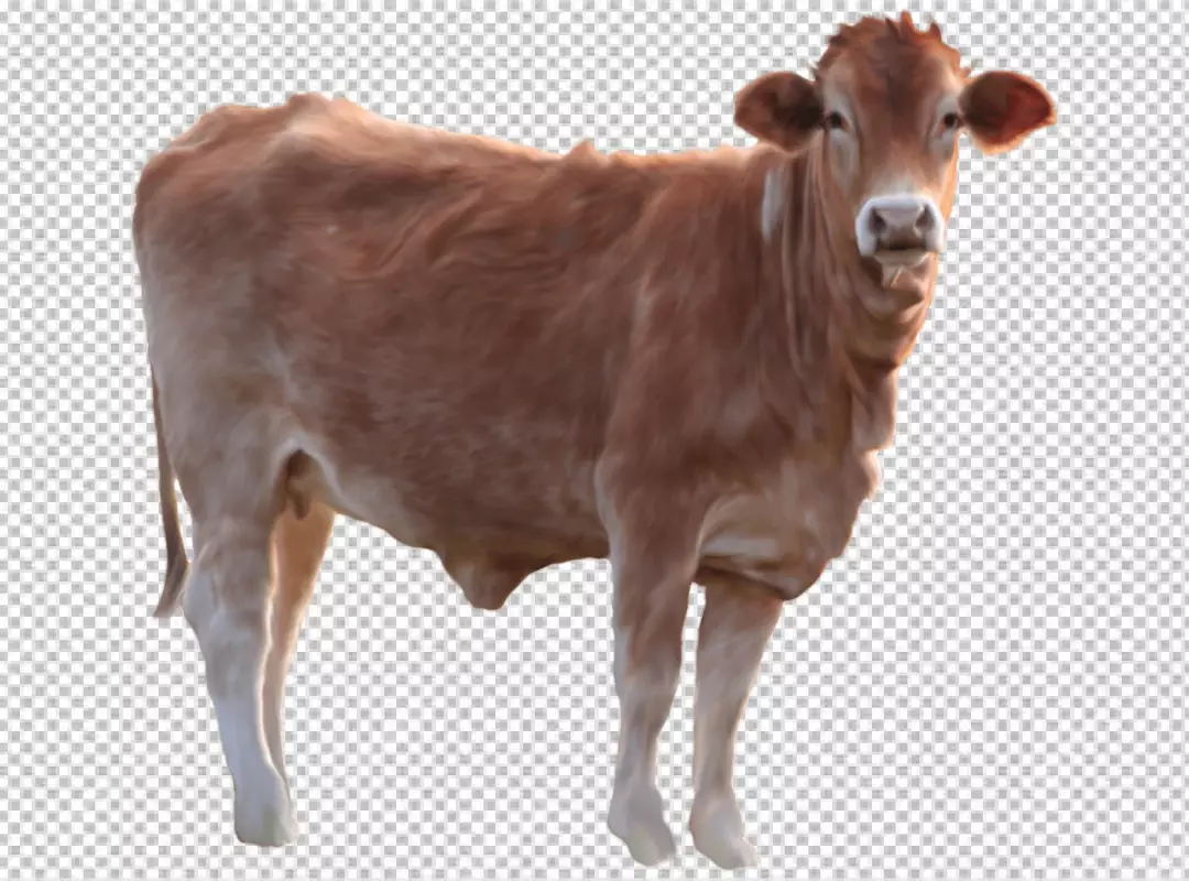 Free Premium PNG farm cow transparent background 