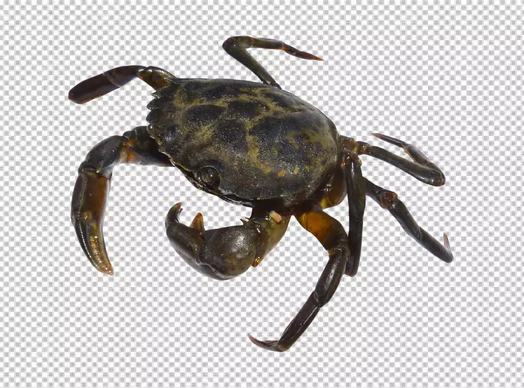 Free Premium PNG Red Sea Crab isolated on transparent BG  PNG