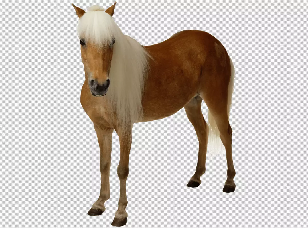 Free Premium PNG A brown horse standing on all fours, facing the camera