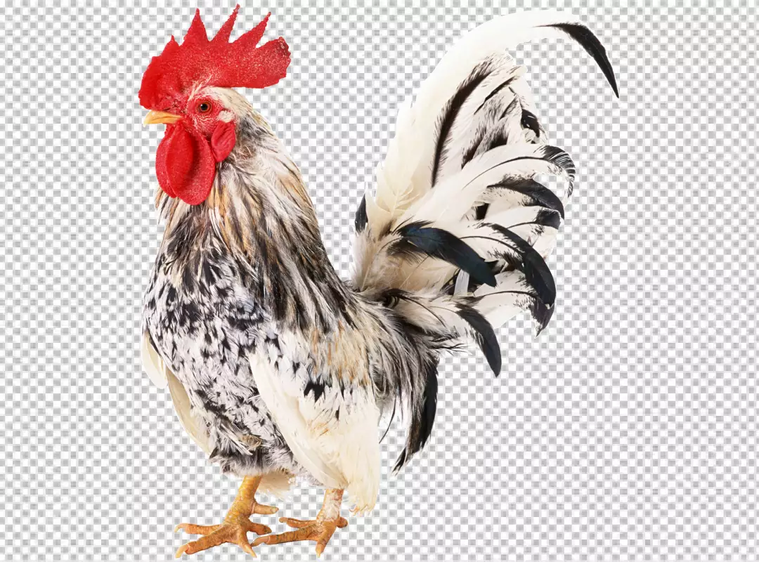 Free Premium PNG Colorful Realistic Rooster PNG