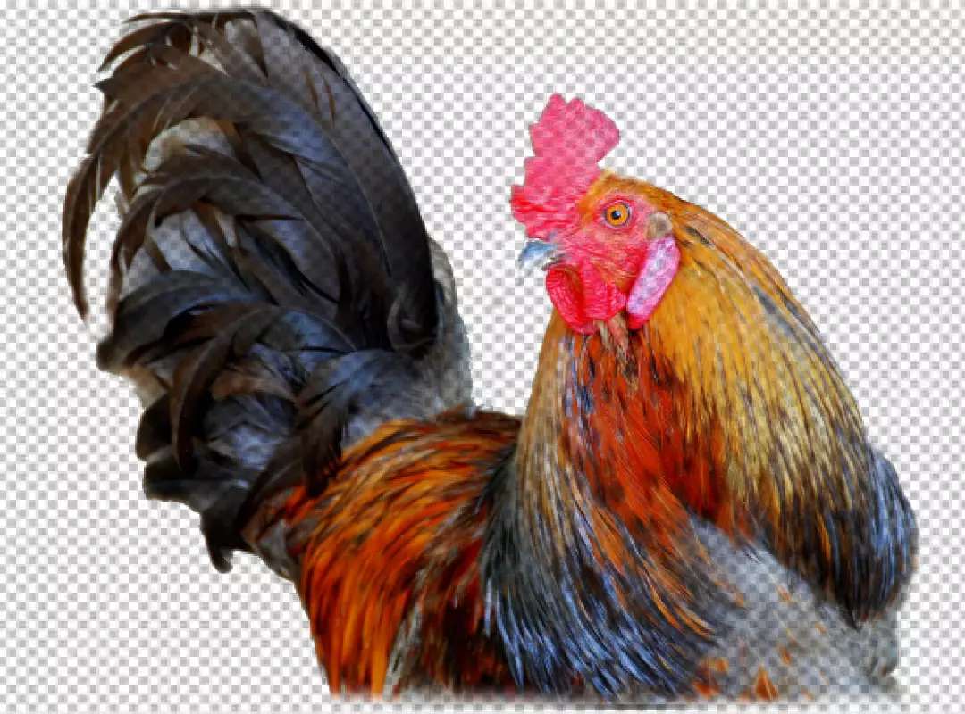 Free Premium PNG Rooster in photorealistic style with beak and feather