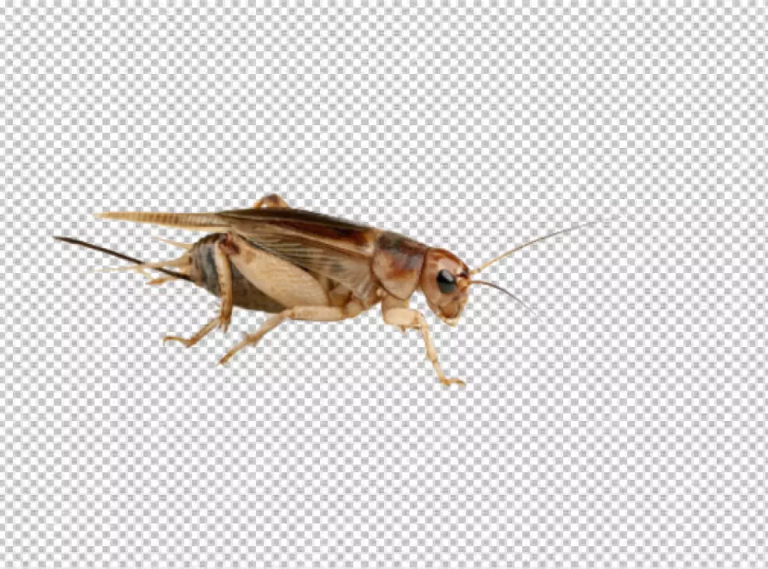 Free Premium PNG Cricket insect invertebrate grasshopper clean white background