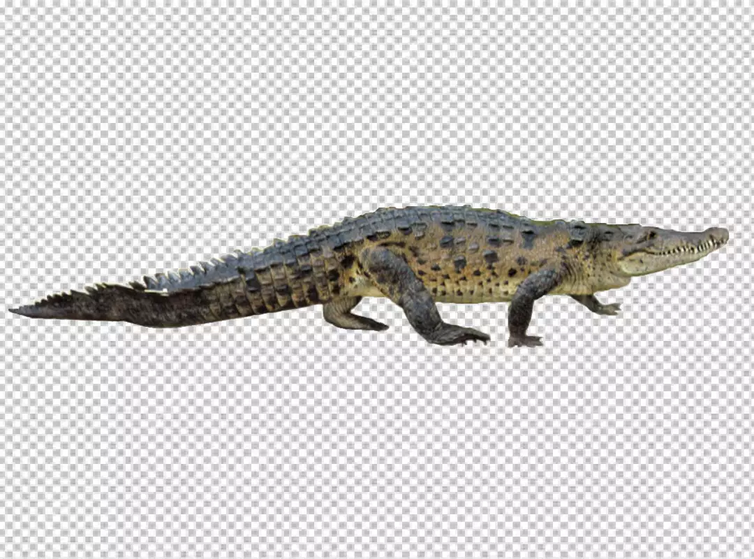 Free Premium PNG Jungle crocodile with transparent PNG