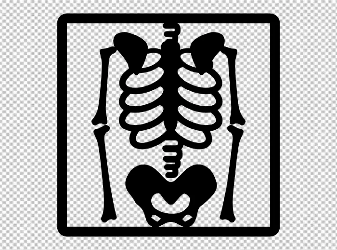 Free Premium PNG Skeleton X-ray or Human Skeleton Radiograph