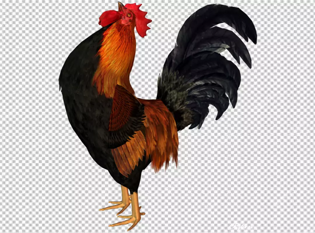 Free Premium PNG Rooster in photorealistic style with beak