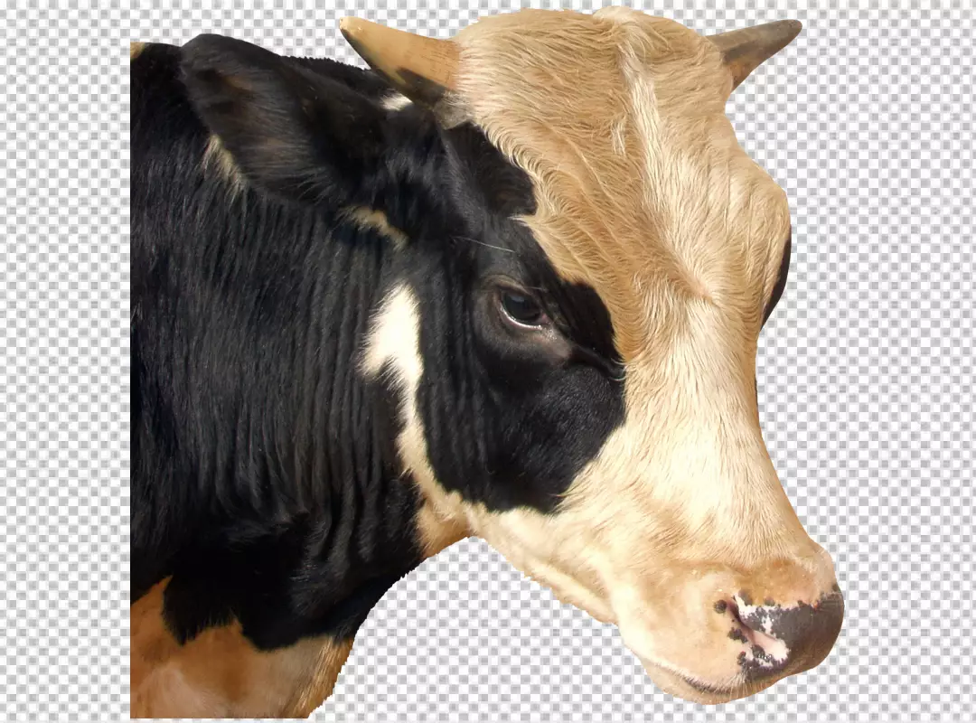 Free Premium PNG Cow head transparent bg PNG