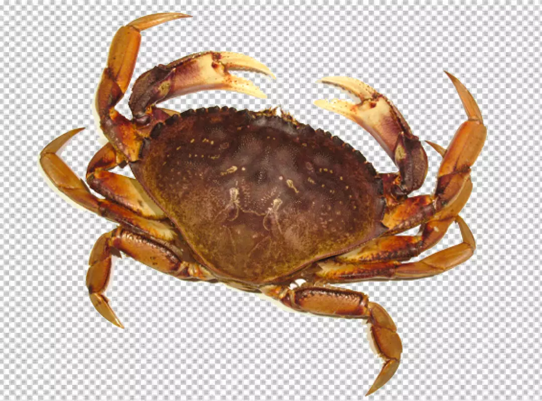 Free Premium PNG A crab with orange and brown coloring on PNG