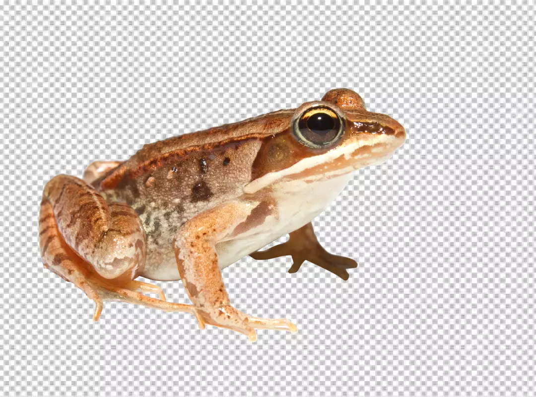 Free Premium PNG A frog is sitting on a transparent background is facing the left side