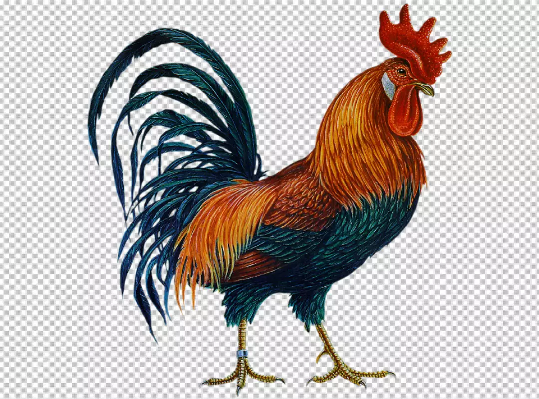 Free Premium PNG Rooster isolated on